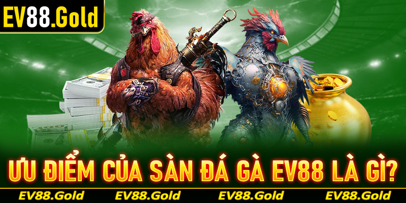 Những ưu thế nổi trội mà hiện sàn cá cược đá gà EV88 đang sở hữu gồm những gì?